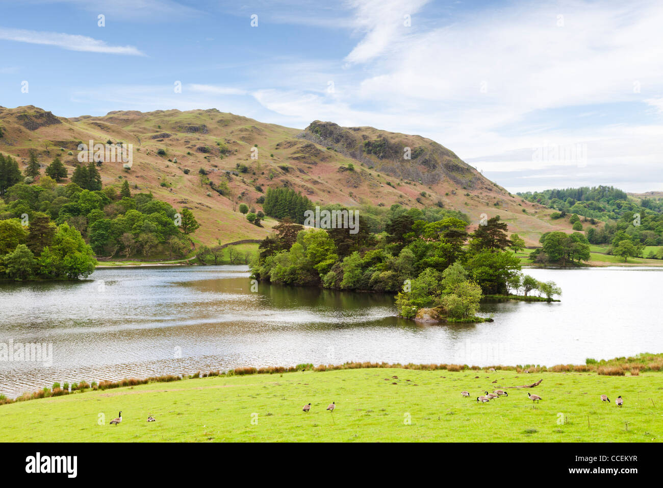 Rydal Water in the English Lake District, a flock of Canada Geese on the grass in the foreground. Stock Photo
