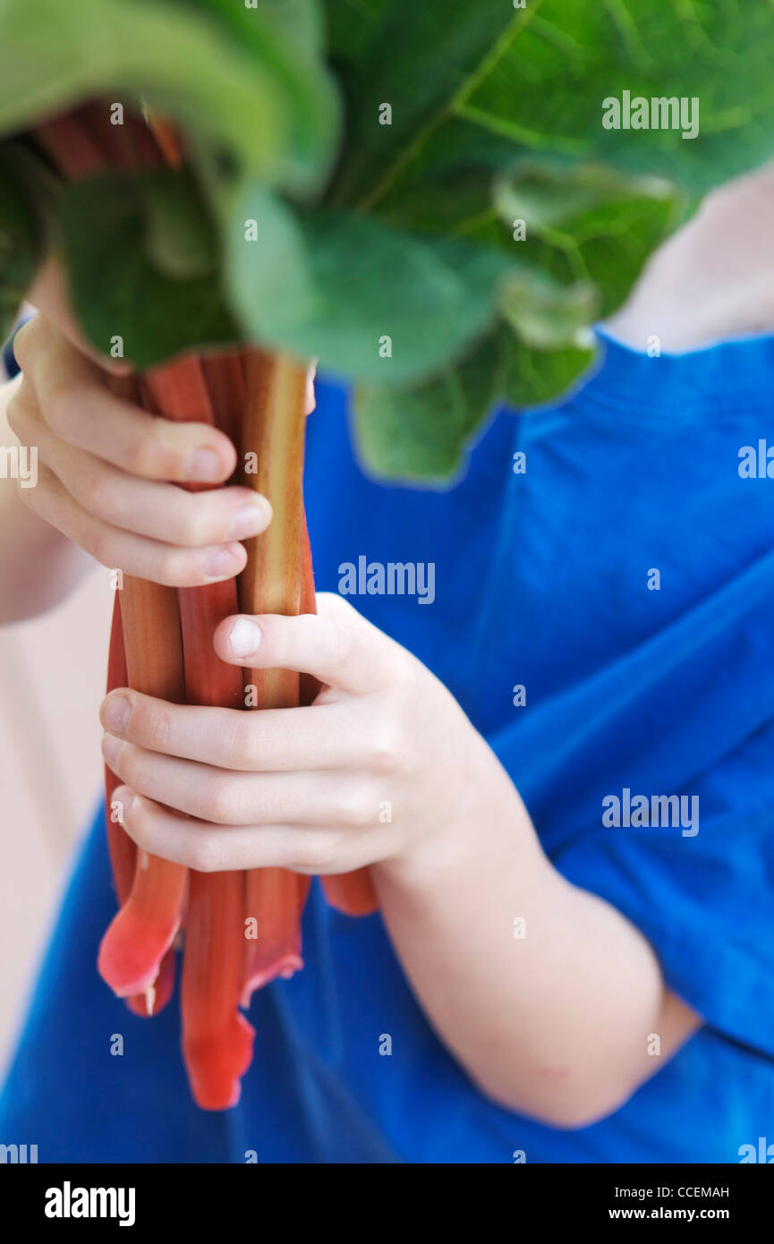 Young child holding freshly picked organic rhubarb from his garden. Perfect ingredient for a healthy, homemade pie! Stock Photo