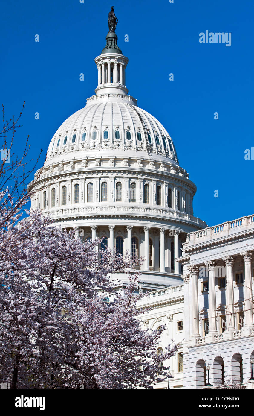 The Capitol Building in the spring with cherry blossoms blooming ...