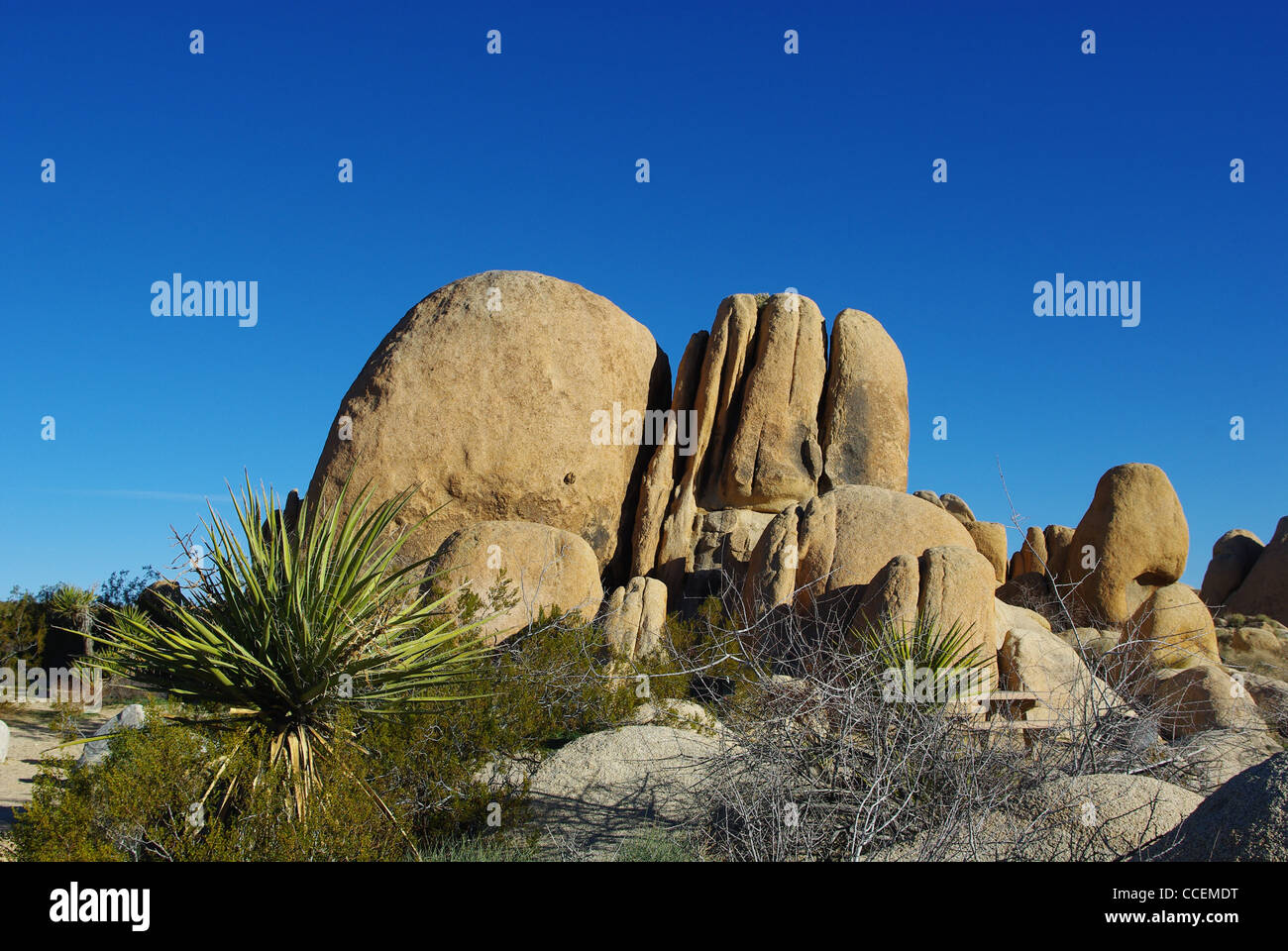 Rock formations and yucca, Joshua Tree National Park, California Stock ...