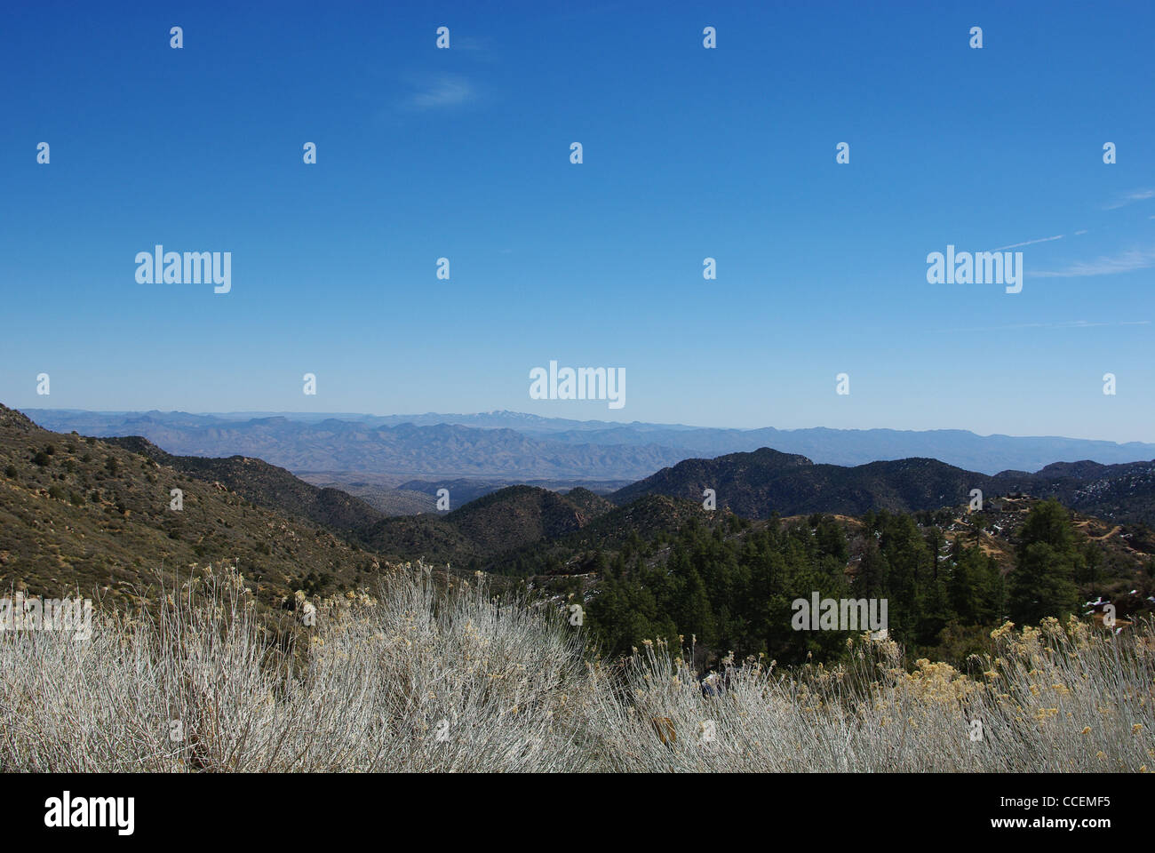 Shrub and wide open mountain view, Northern Arizona Stock Photo