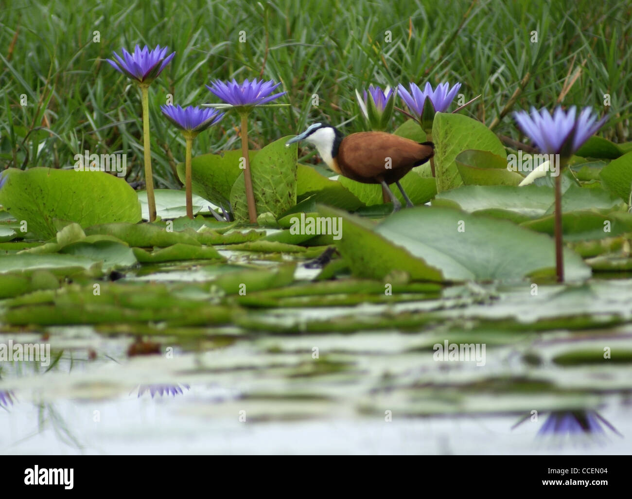 a bird named 'African Jacana' and blue water lilies in Uganda (Africa) Stock Photo