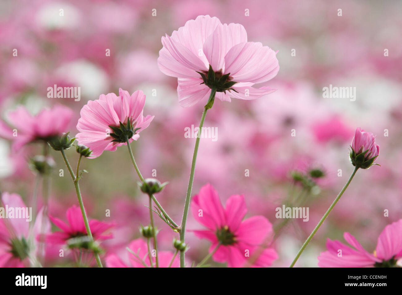 Cosmos bloom in field Stock Photo Alamy