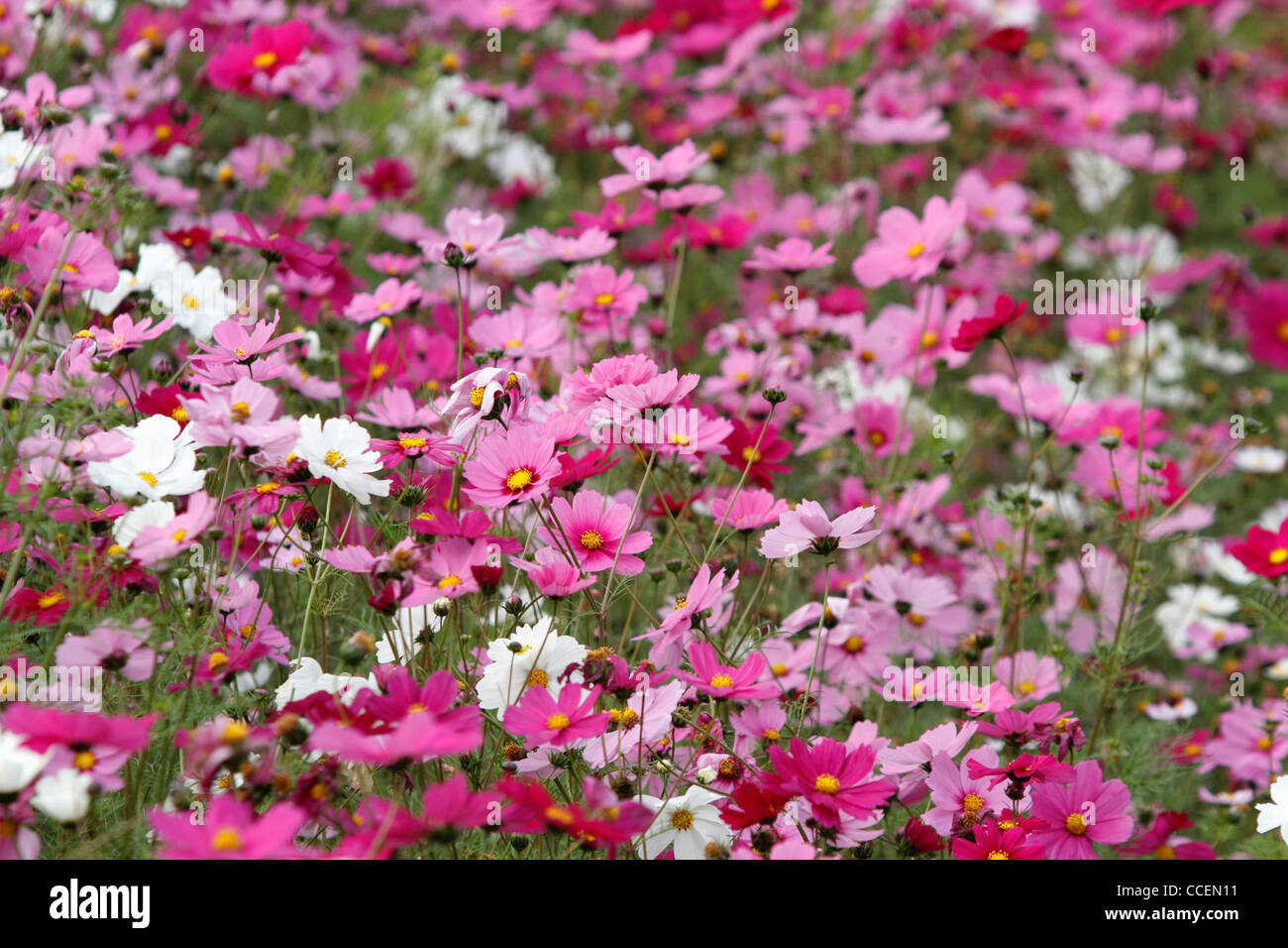 Cosmos bloom in field Stock Photo Alamy