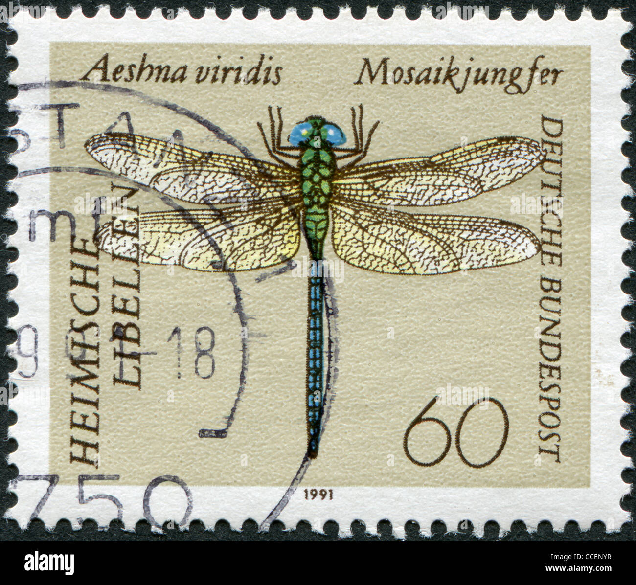 GERMANY - CIRCA 1991: A stamp printed in Germany, shows Green Hawker (Aeshna viridis), circa 1991 Stock Photo