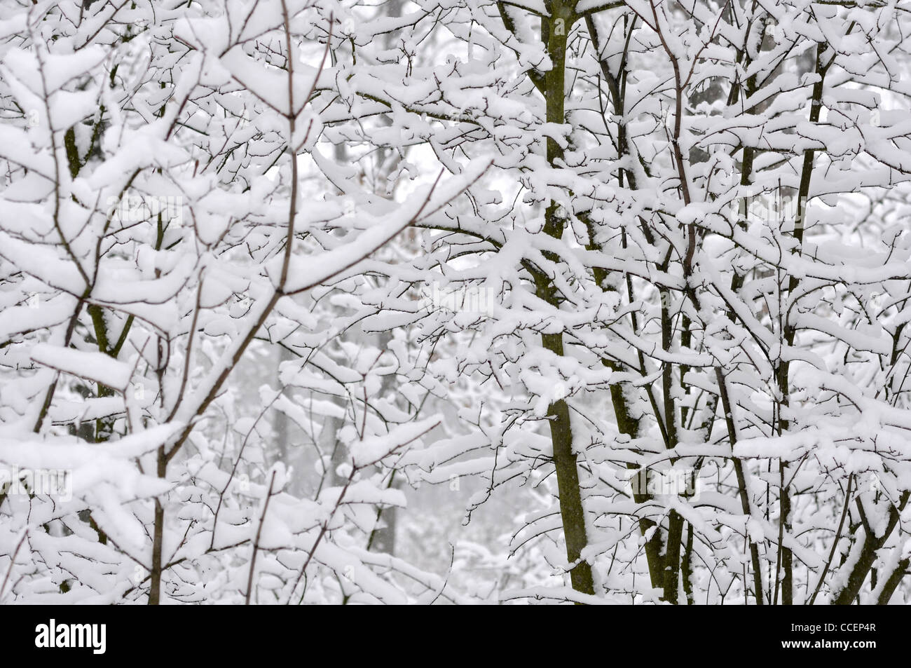 background of the branches of trees in the snow Stock Photo