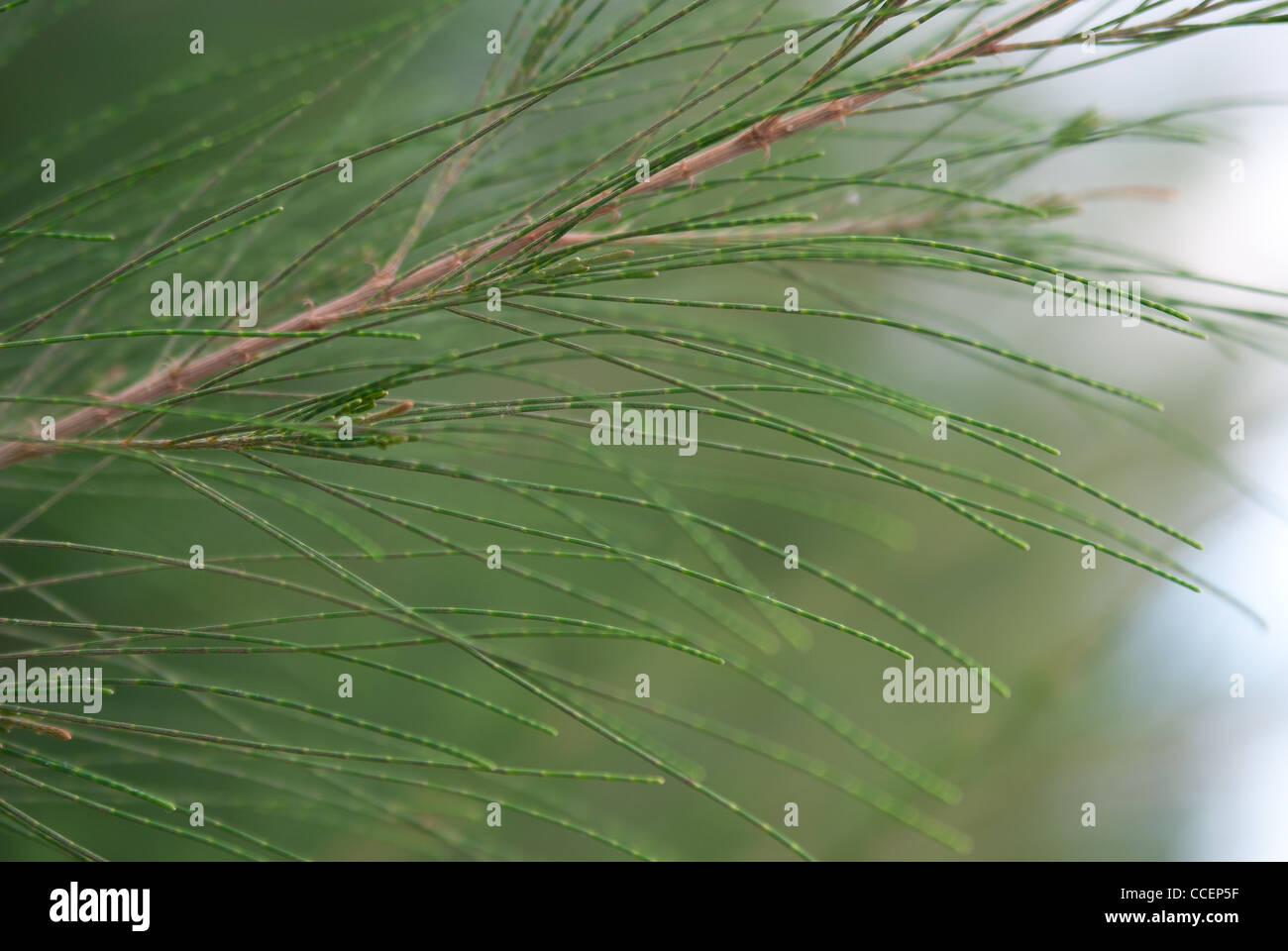 Branch of green fir tree sunlit in the forest Stock Photo - Alamy