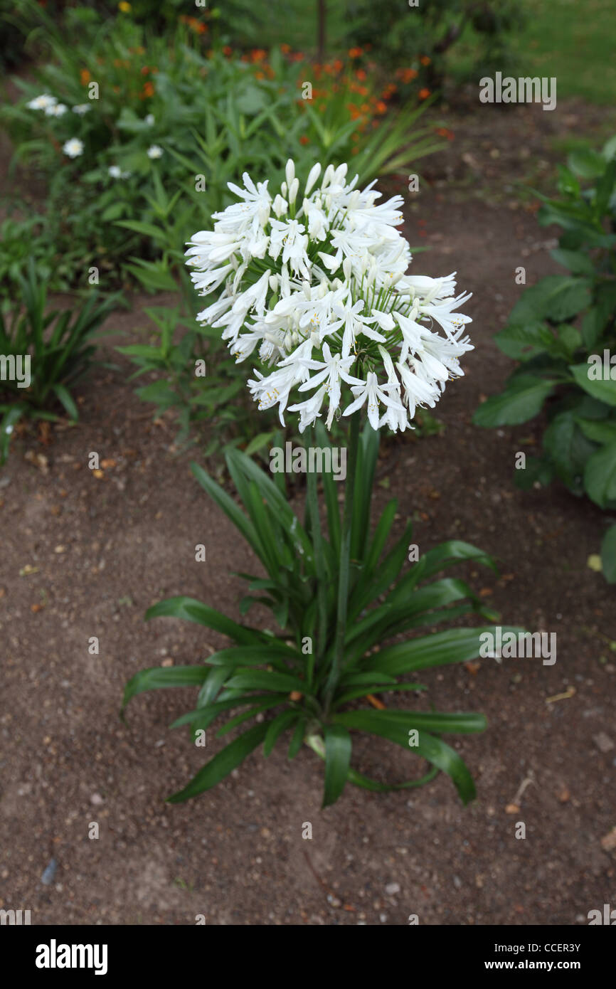 agapanthus flower seen in Jersey garden Stock Photo Alamy