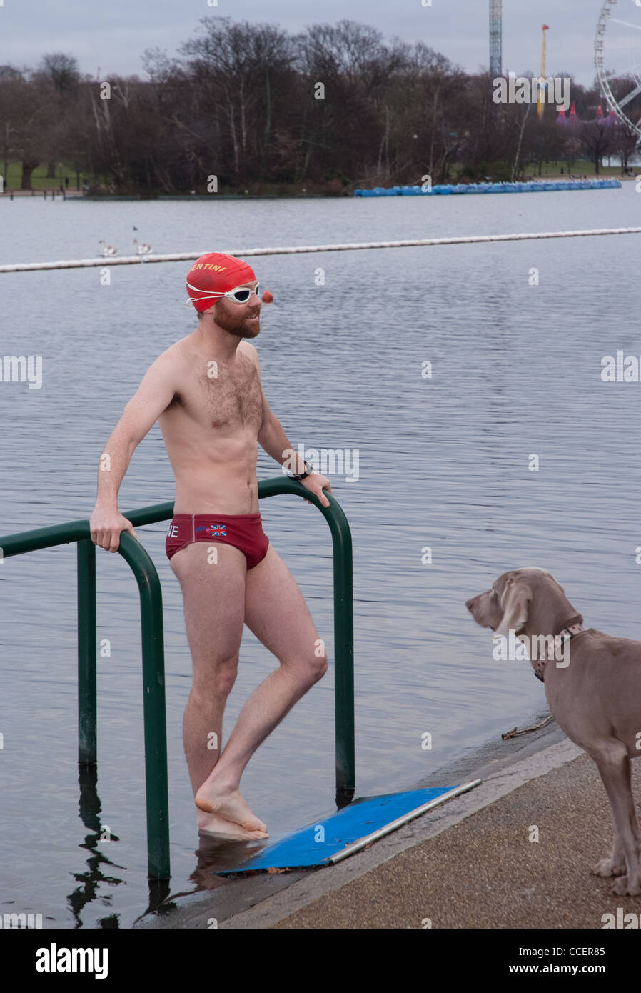 a member of the serpentine swimming club being watched by a  weimaraner dog Stock Photo