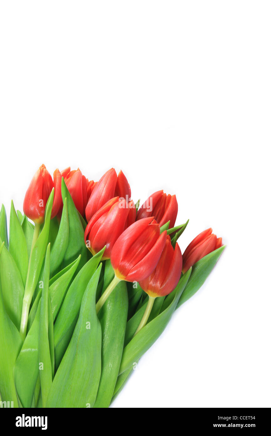 A fresh bouquet of red tulips in front of white background Stock Photo ...