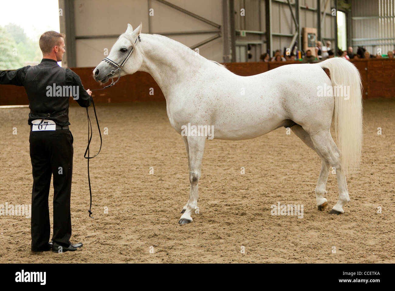 Arab stallion in-hand at SRGAHS Annual Show Stock Photo