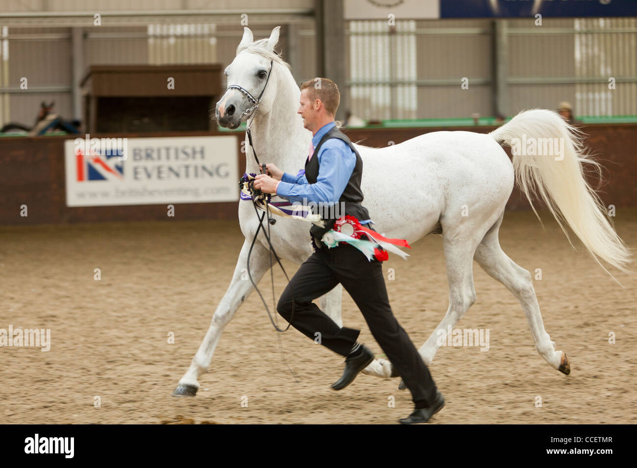 Arab stallion in-hand at SRGAHS Annual Show Stock Photo