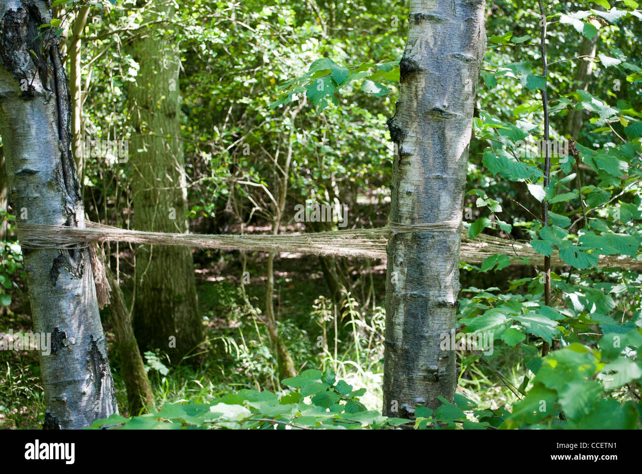 Rope sculpture stretched between trees Stock Photo Alamy