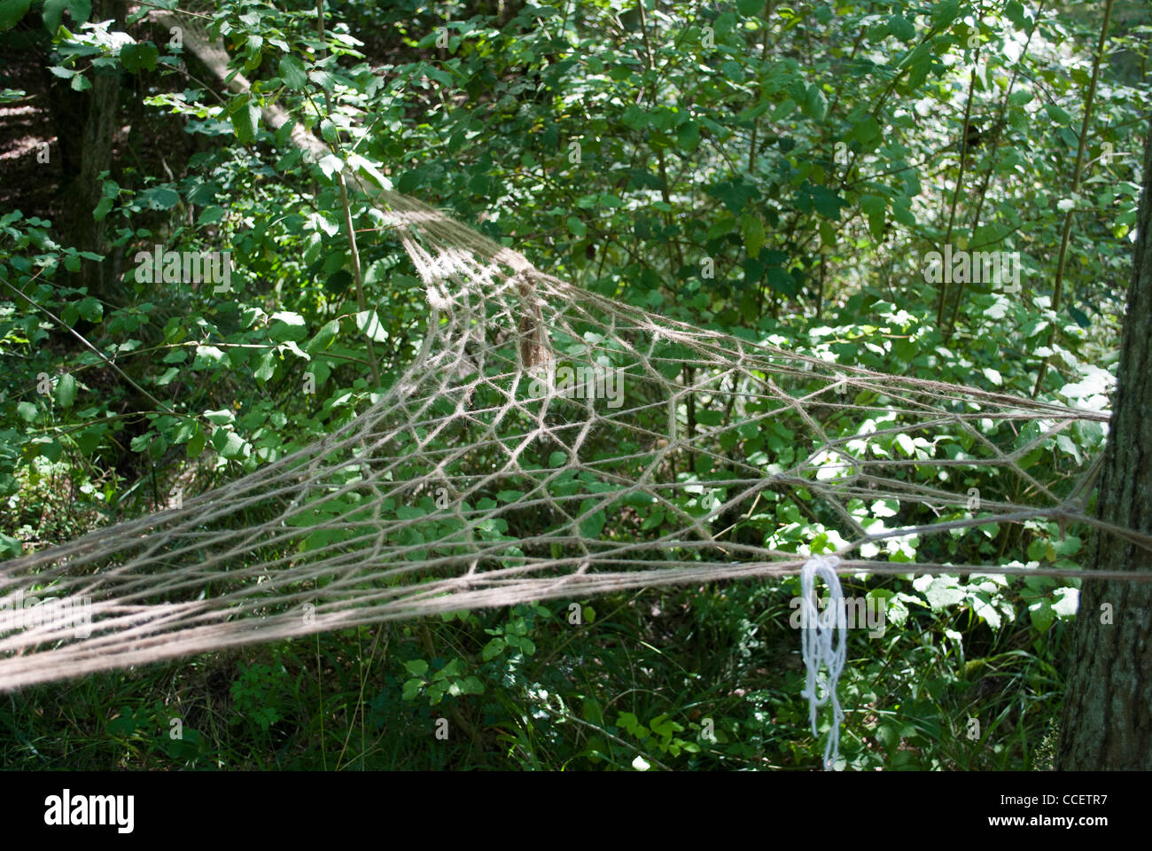 Rope sculpture stretched between trees Stock Photo