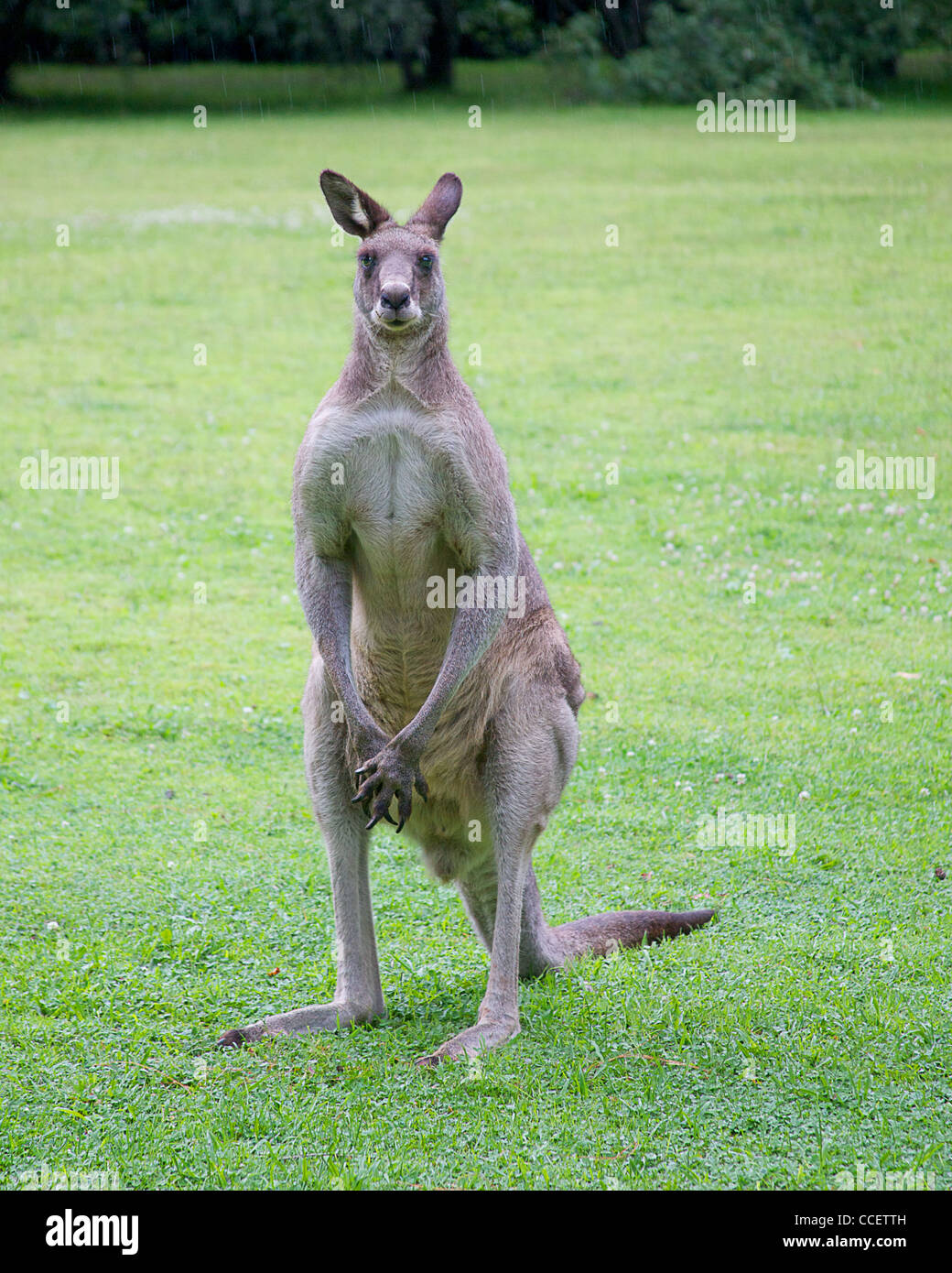 male kangaroo standing on grass Stock Photo
