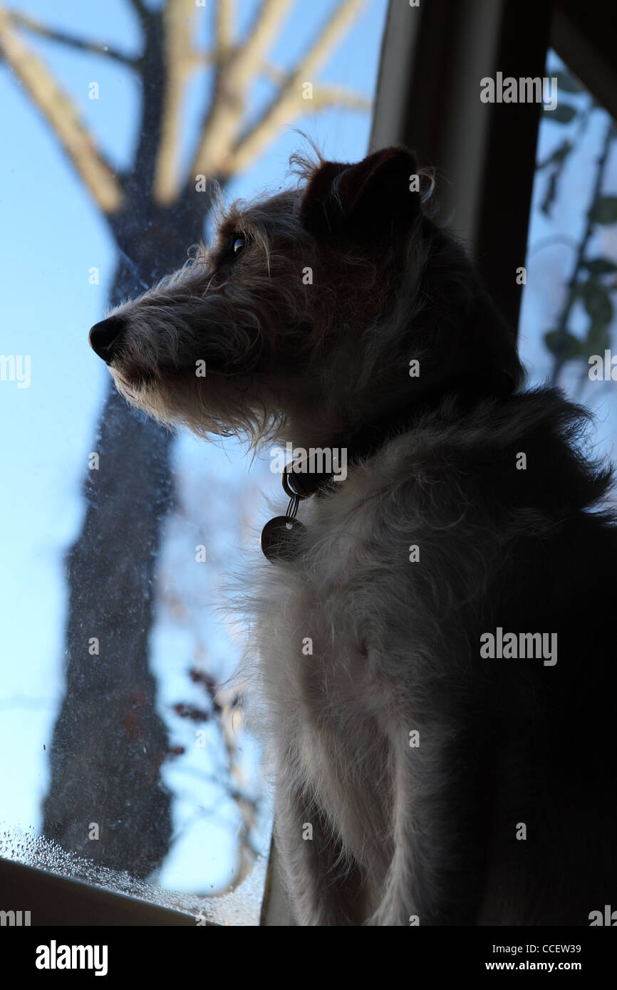 A Parsons Russell Terrier looking out of the window Stock Photo