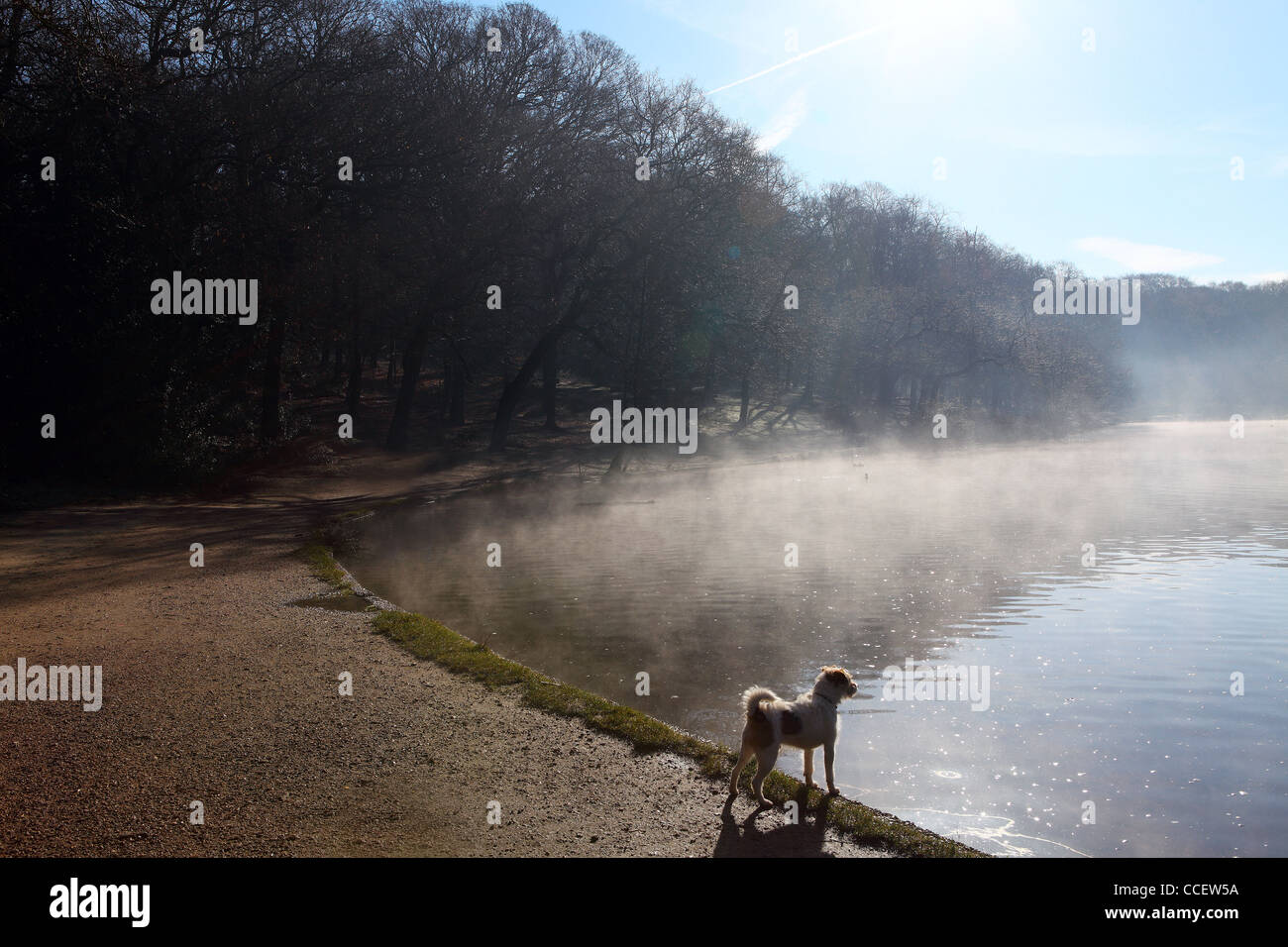 A dog standing next to a lake Stock Photo