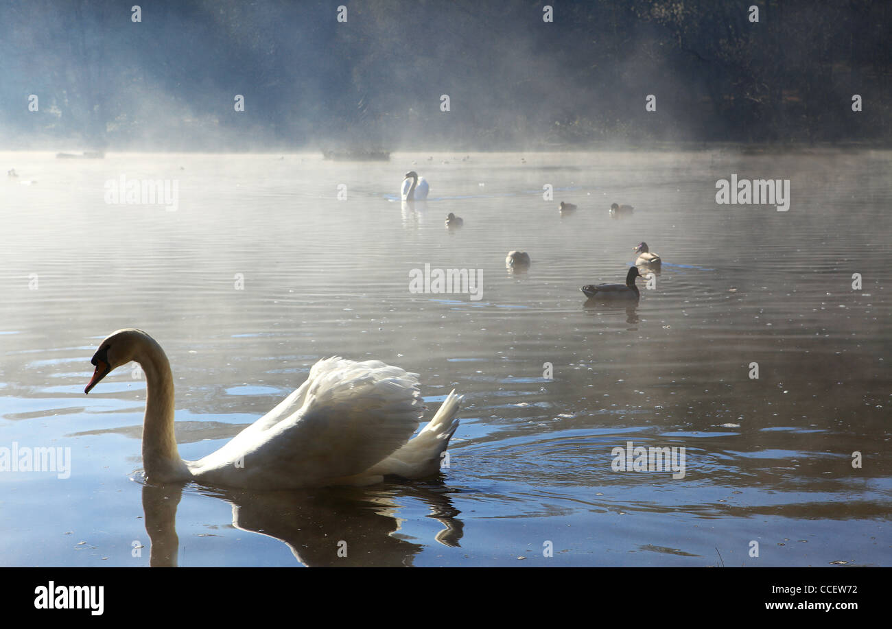 A swan on a misty lake Stock Photo