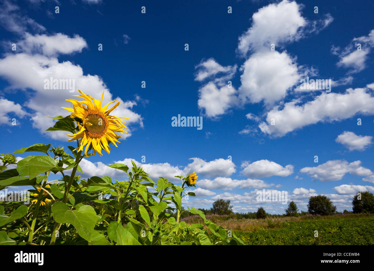 Beautiful sunflowers against blue sky Stock Photo - Alamy