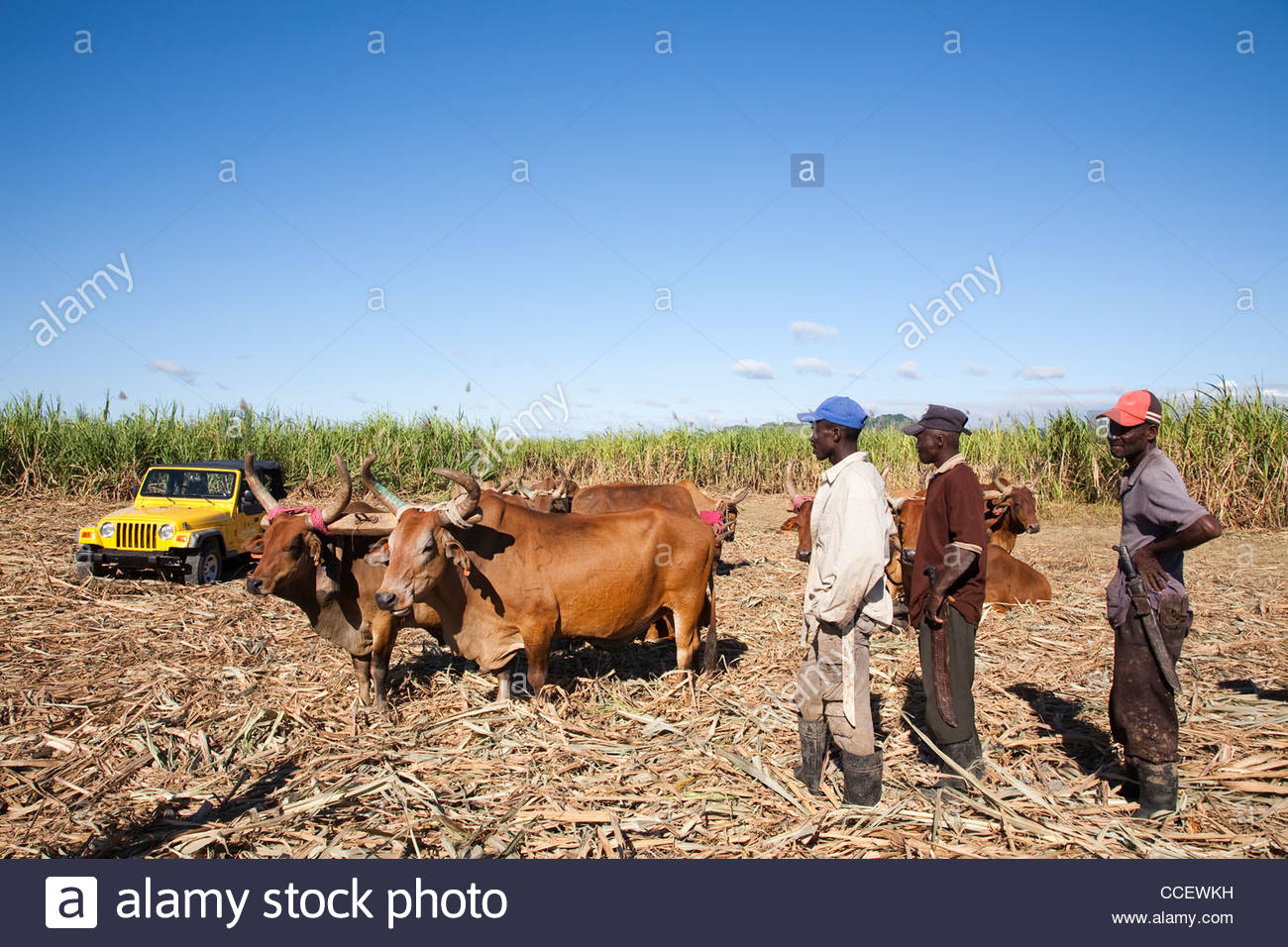 Sugar Cane Field Dominican Republic High Resolution Stock Photography