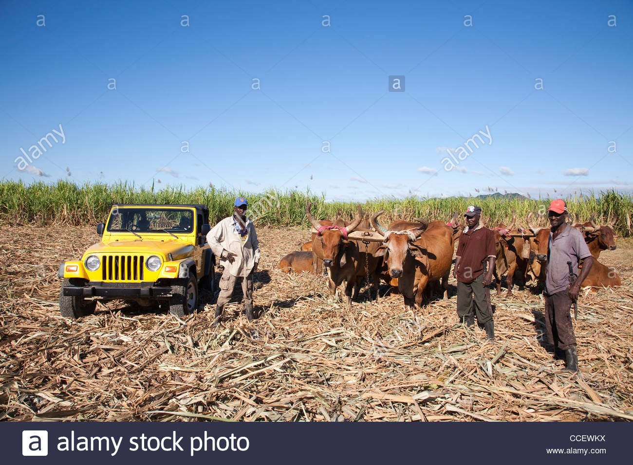 Caribbean Sugar Cane Stock Photos & Caribbean Sugar Cane Stock Images