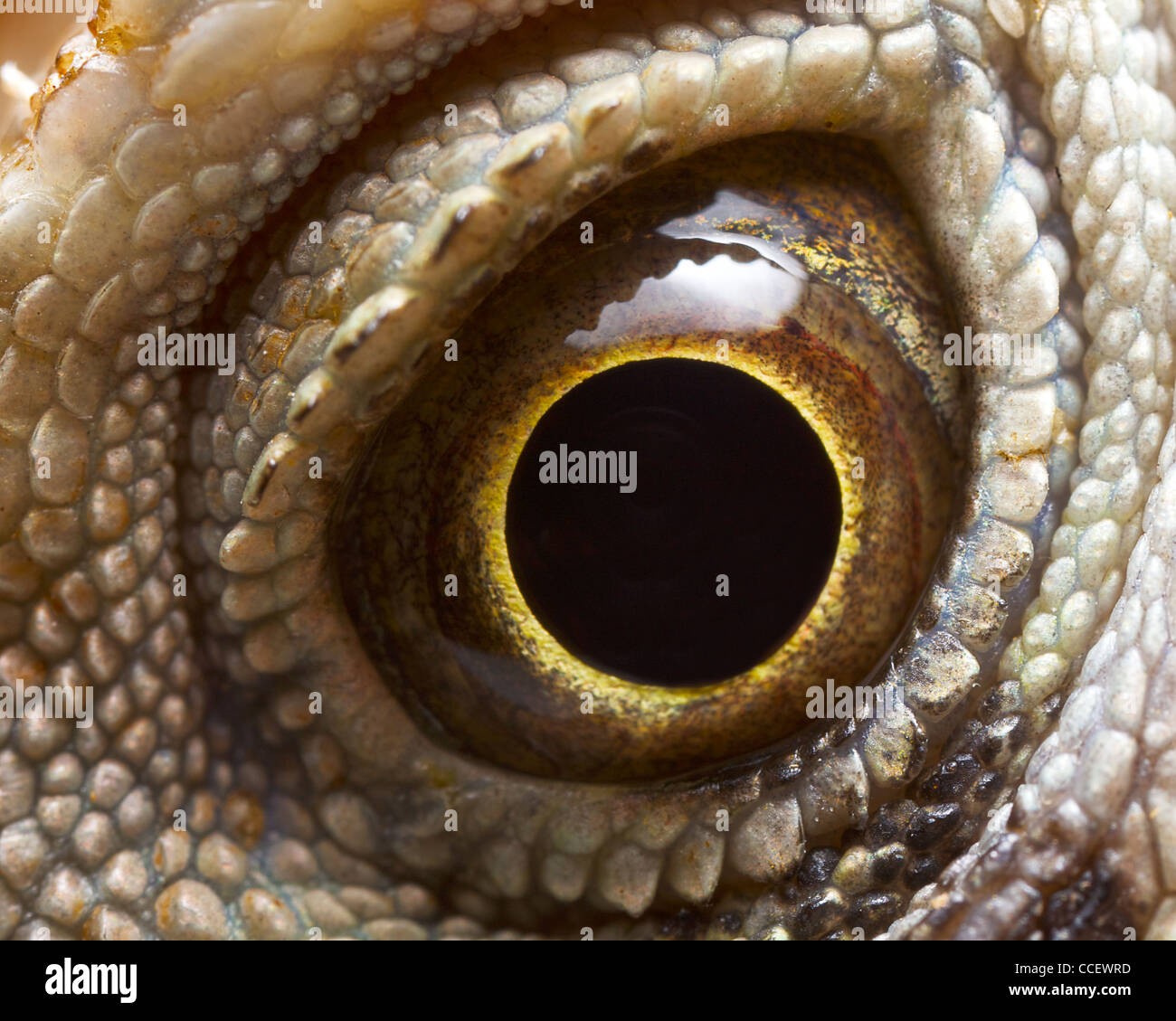 close up of reptilian eye Stock Photo
