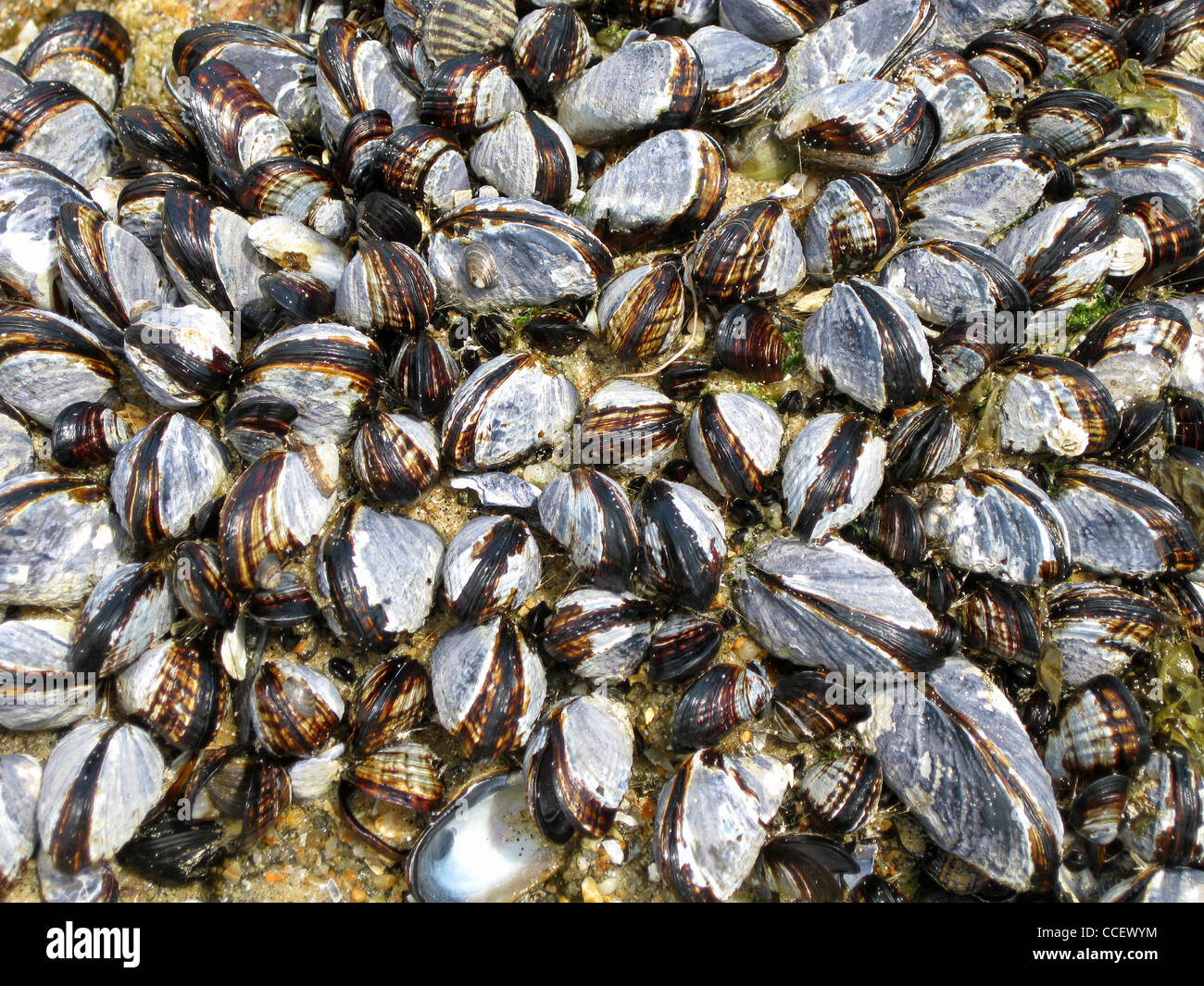 Alive mussels hires stock photography and images Alamy