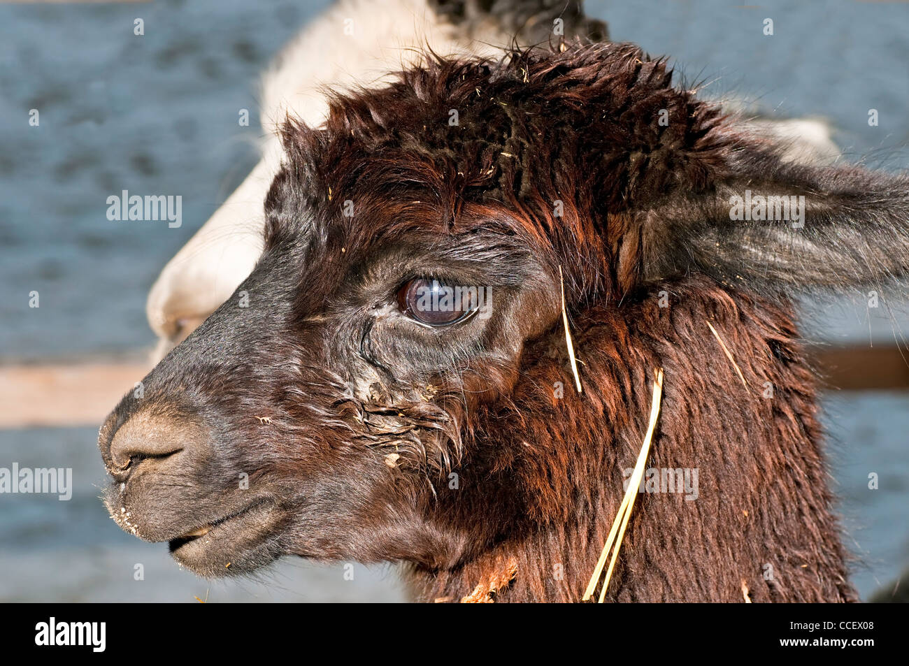black alpaca and white alpaca Stock Photo Alamy