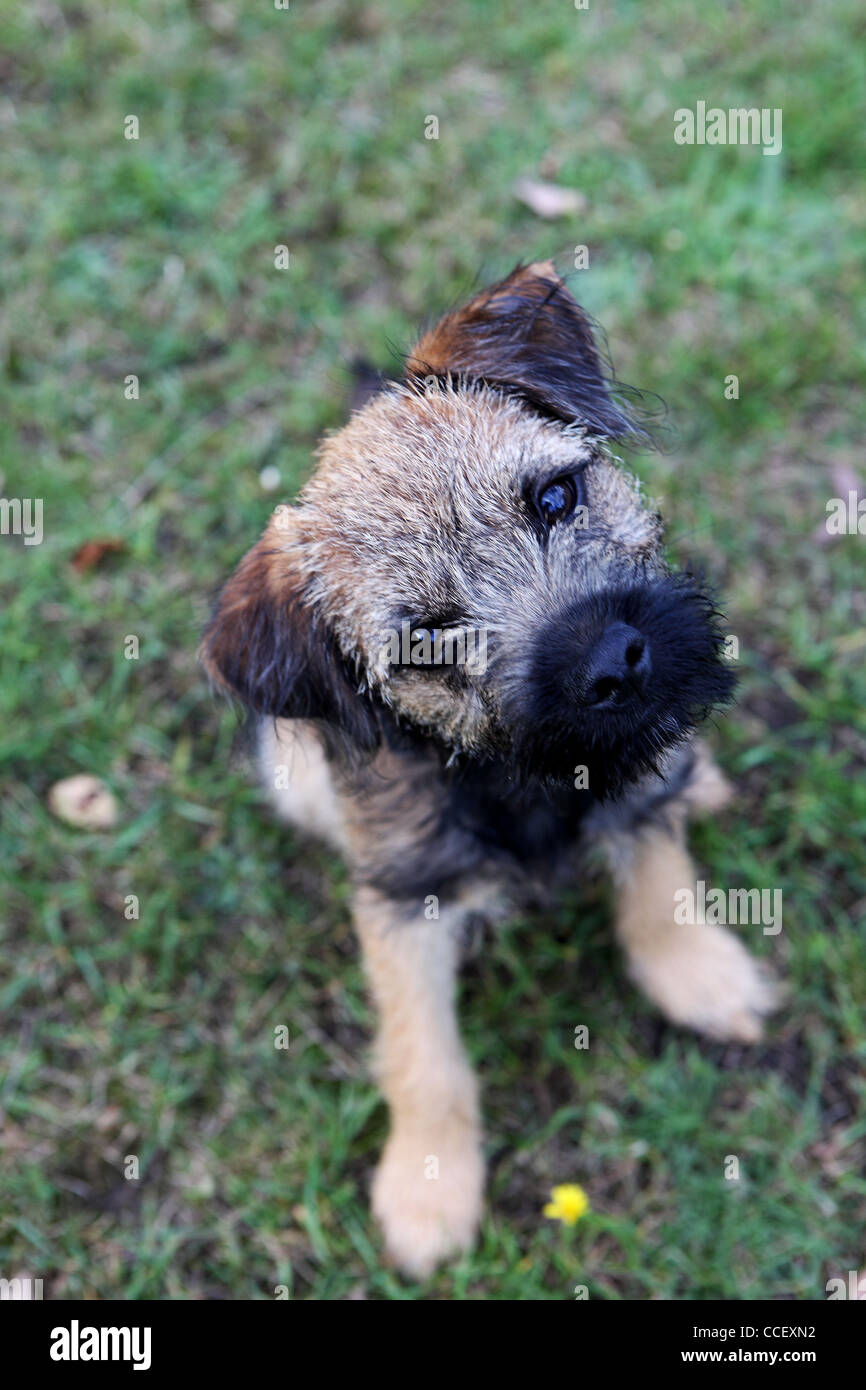A Border Terrier sitting on the grass Stock Photo