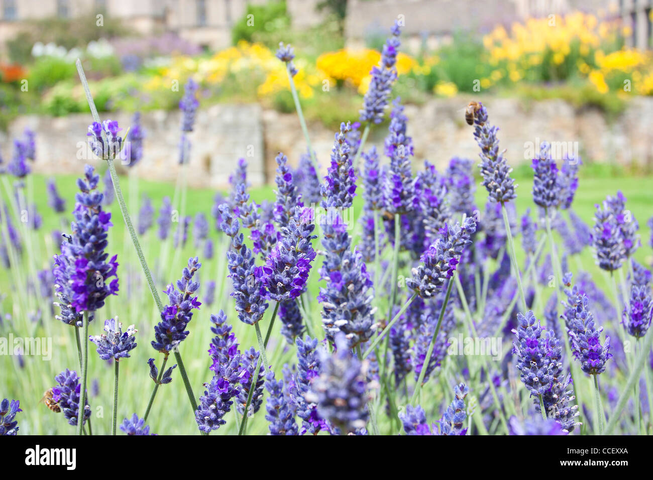 Typical english country garden with lavendar bush in the foreground Stock Photo
