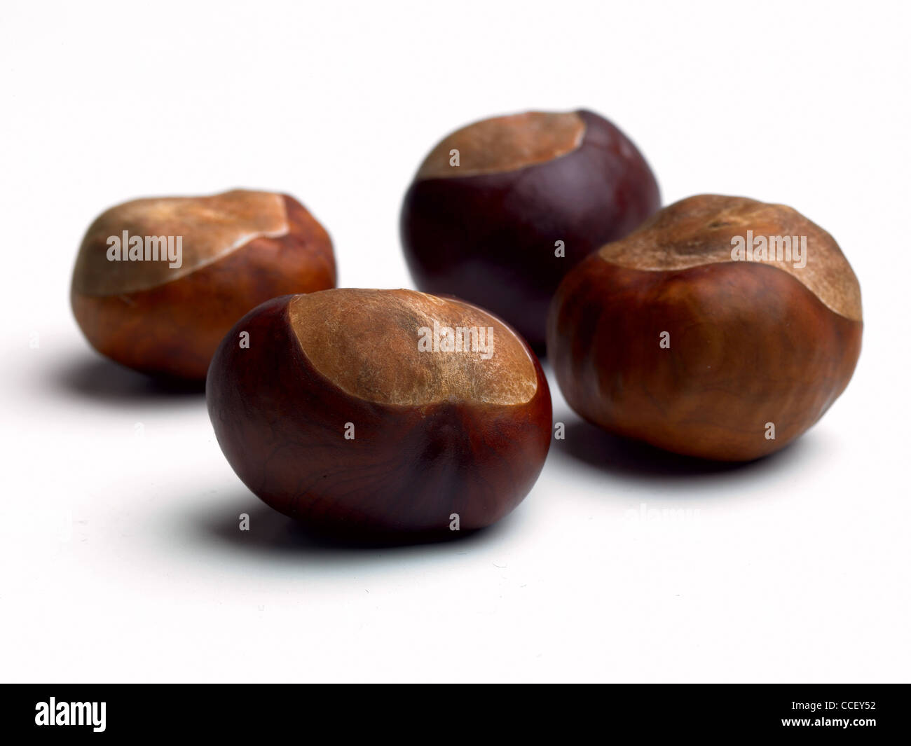 Four conkers, close-up Stock Photo