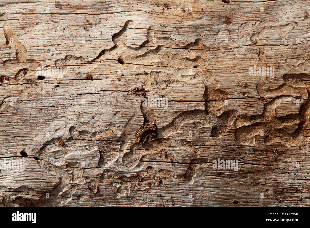 Close-up shot of wood grain pattern Stock Photo
