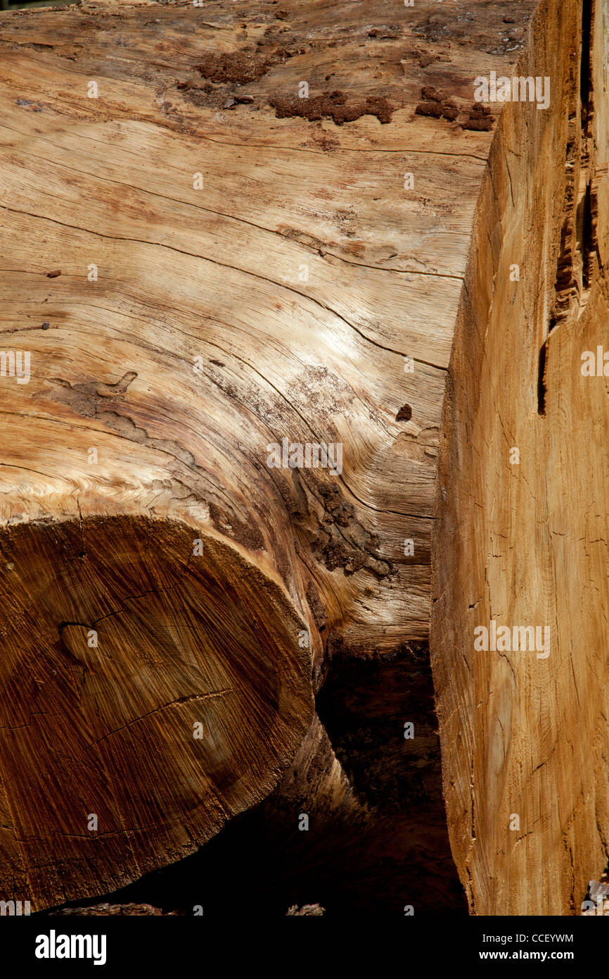 Close-up shot of stripped tree bark Stock Photo