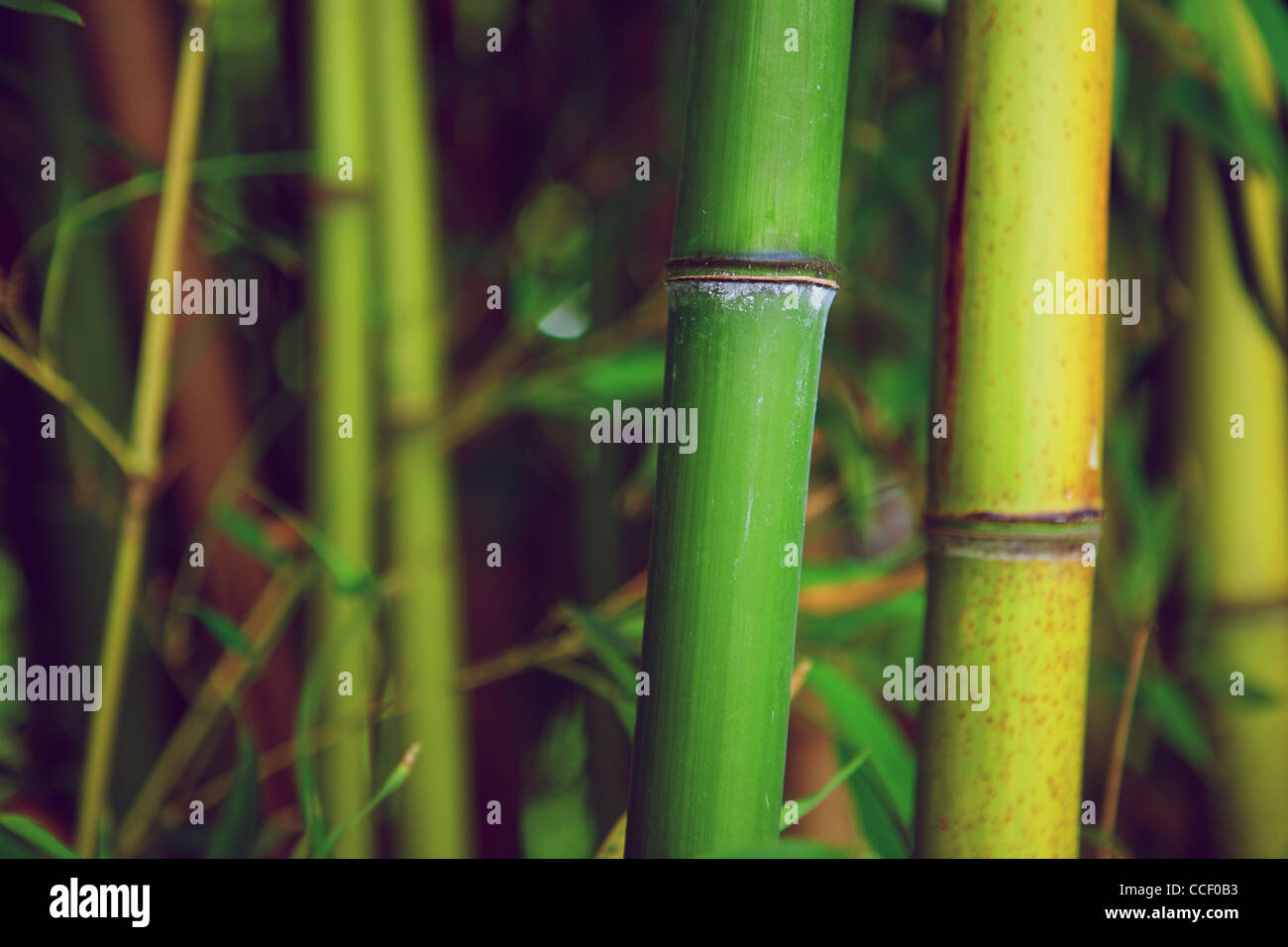 Zen bamboo forest green background Stock Photo