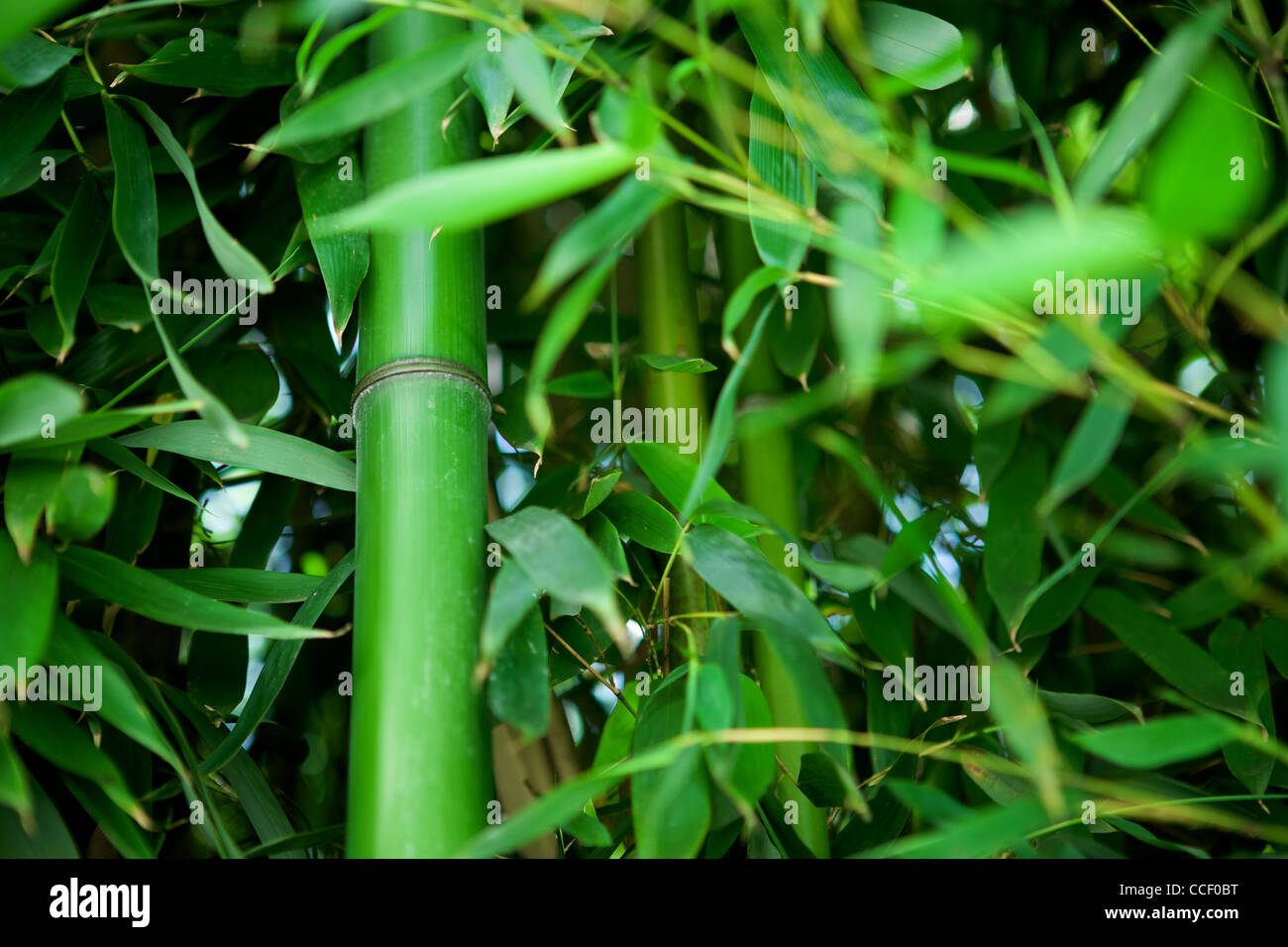 Zen bamboo forest green background Stock Photo