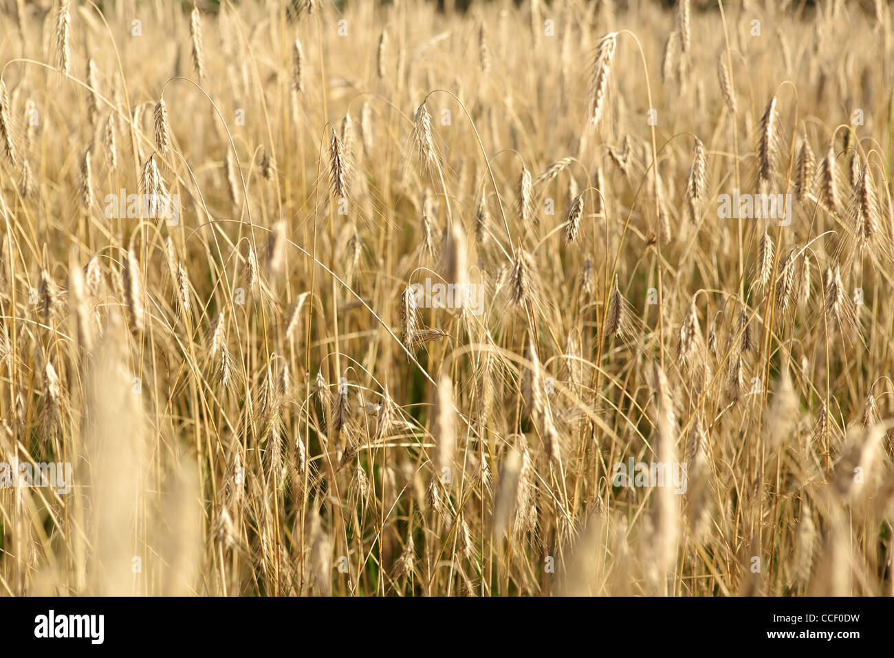 Golden wheat field in the autumn season Stock Photo