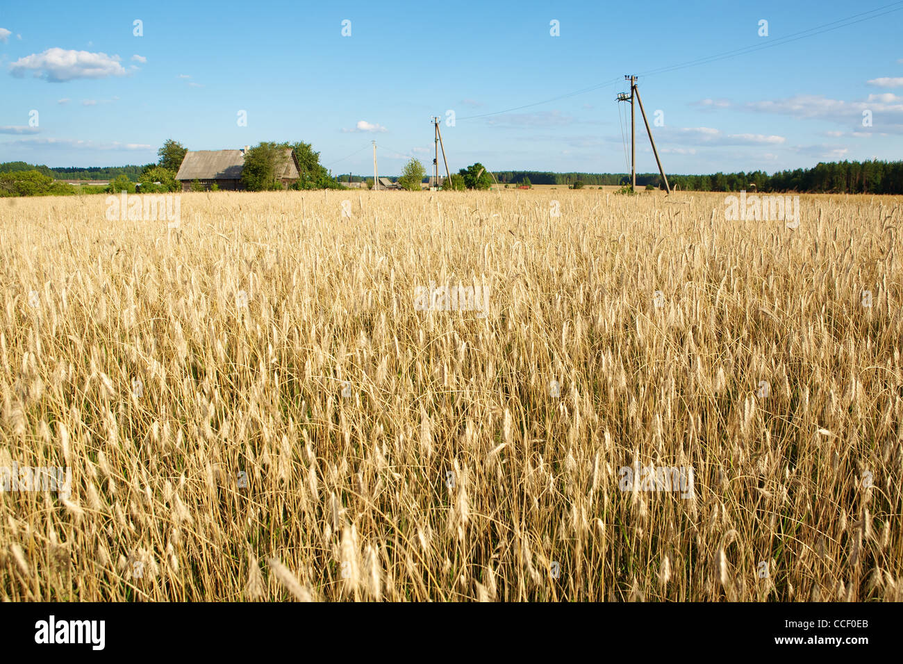 Golden wheat field under a blue sky Stock Photo - Alamy