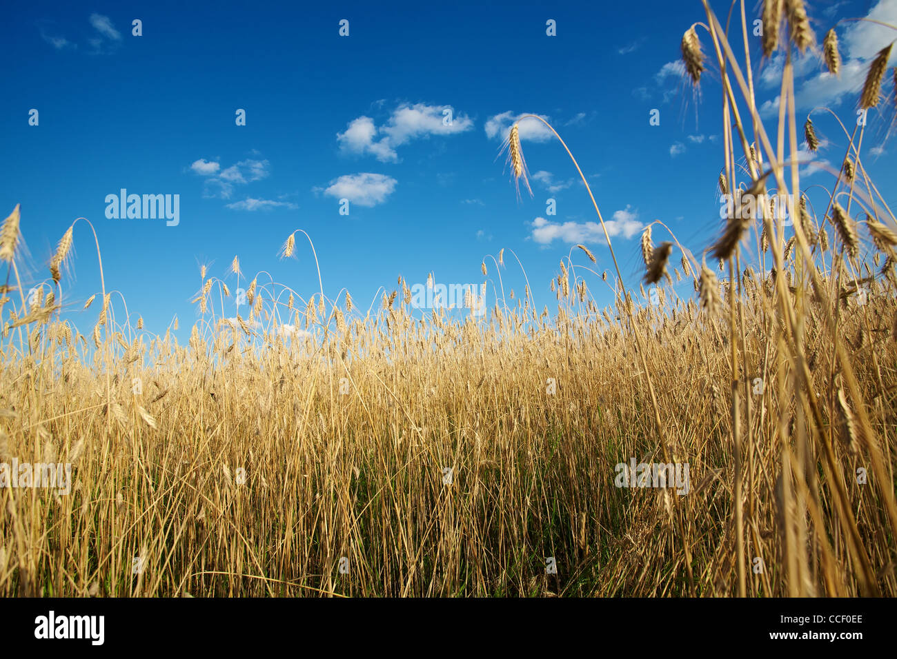 Golden wheat field under a blue sky Stock Photo - Alamy