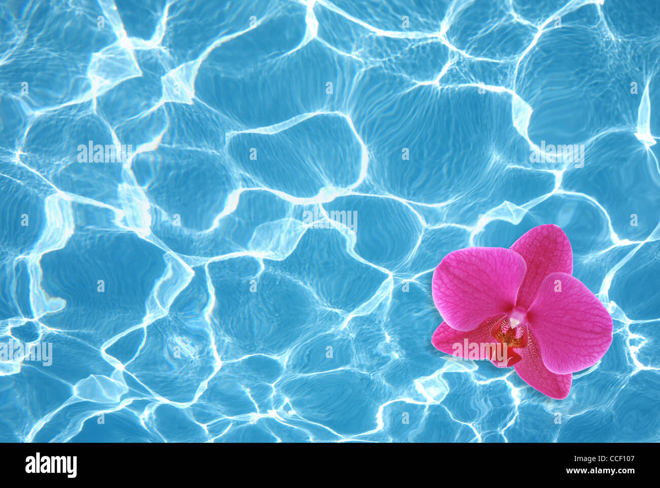 Pink orchid floating on water in pool Stock Photo