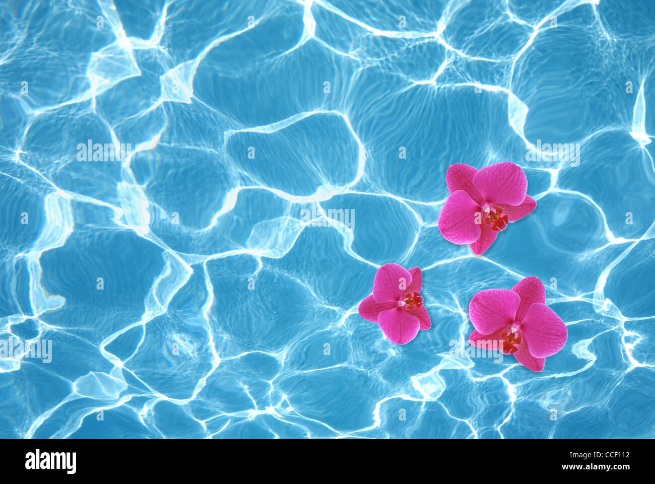Three pink orchids floating on water in pool Stock Photo