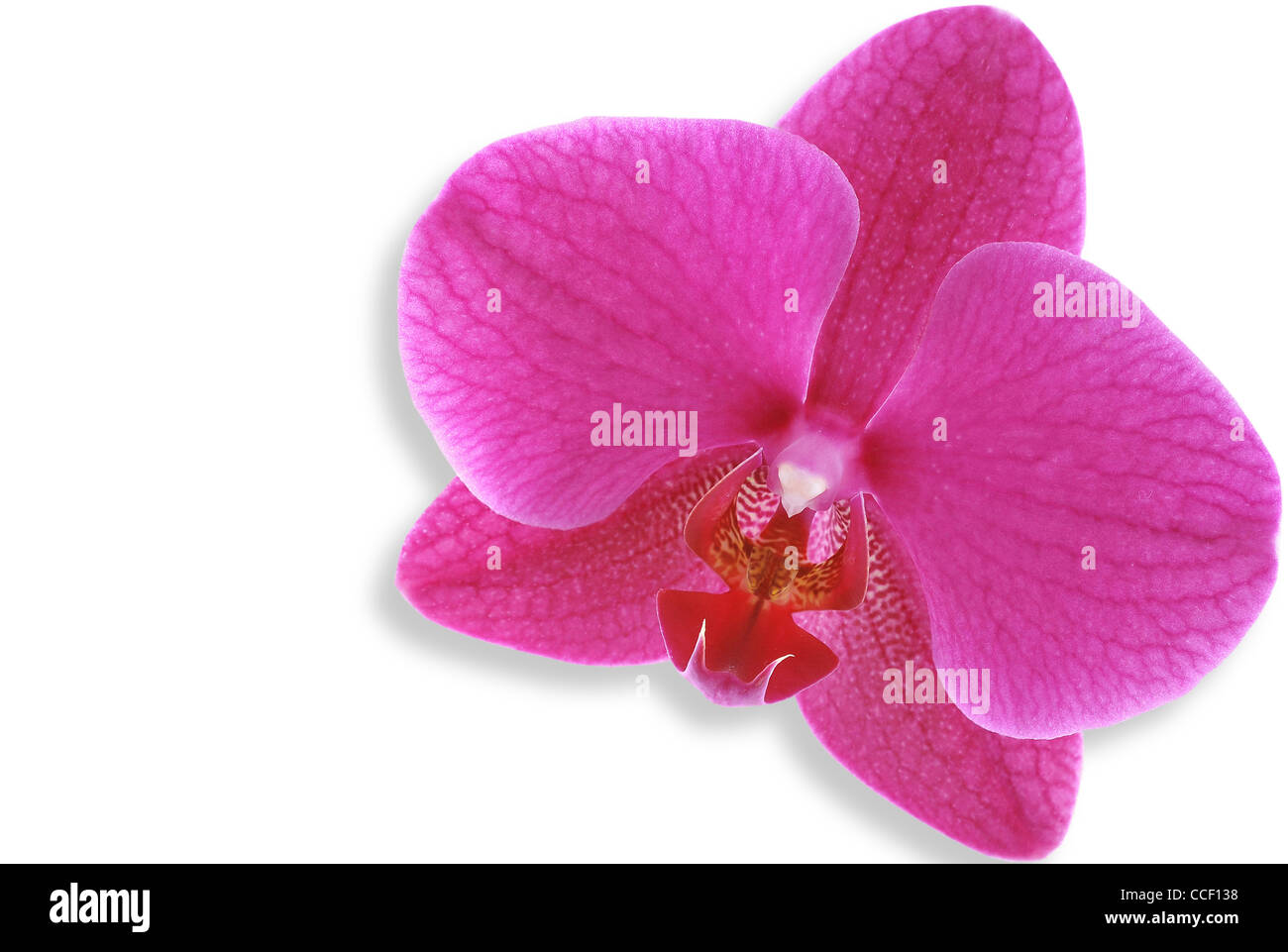 Beautiful pink orchid on white background Stock Photo - Alamy