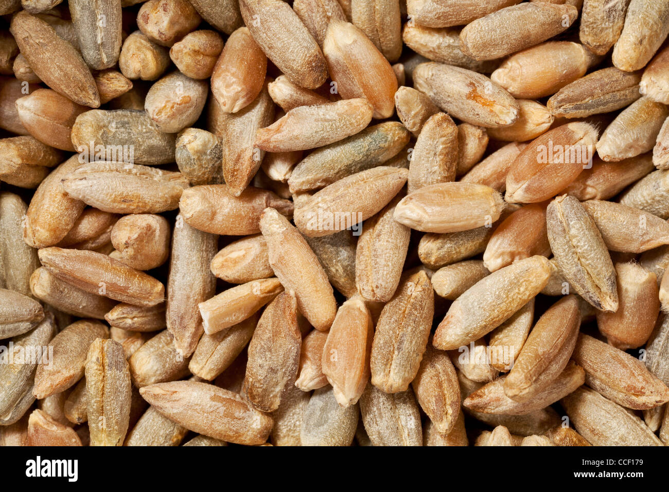 hulled rye berries at life-size magnification - background Stock Photo