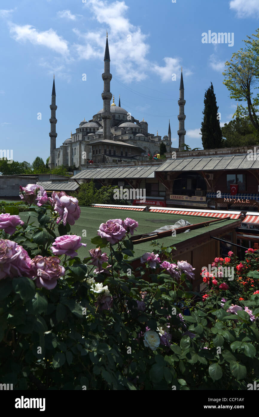 The Blue Mosque in Istanbul with pink and red roses in the foreground Stock  Photo - Alamy