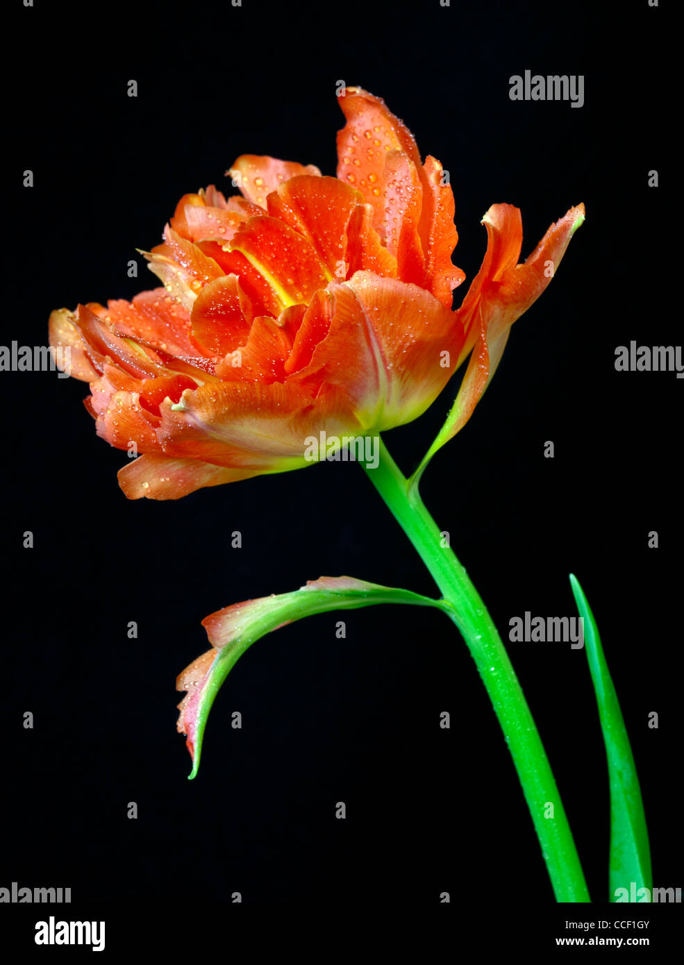 Parrot tulip hi-res stock photography and images - Alamy