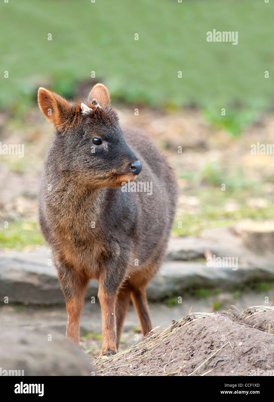 Close up of a Southern Pudu Stock Photo