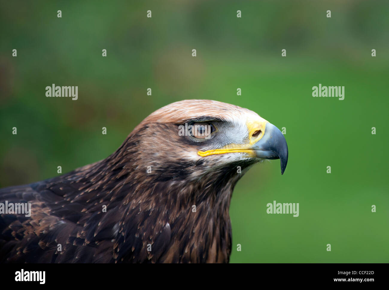 Close up of a Golden Eagle Stock Photo Alamy