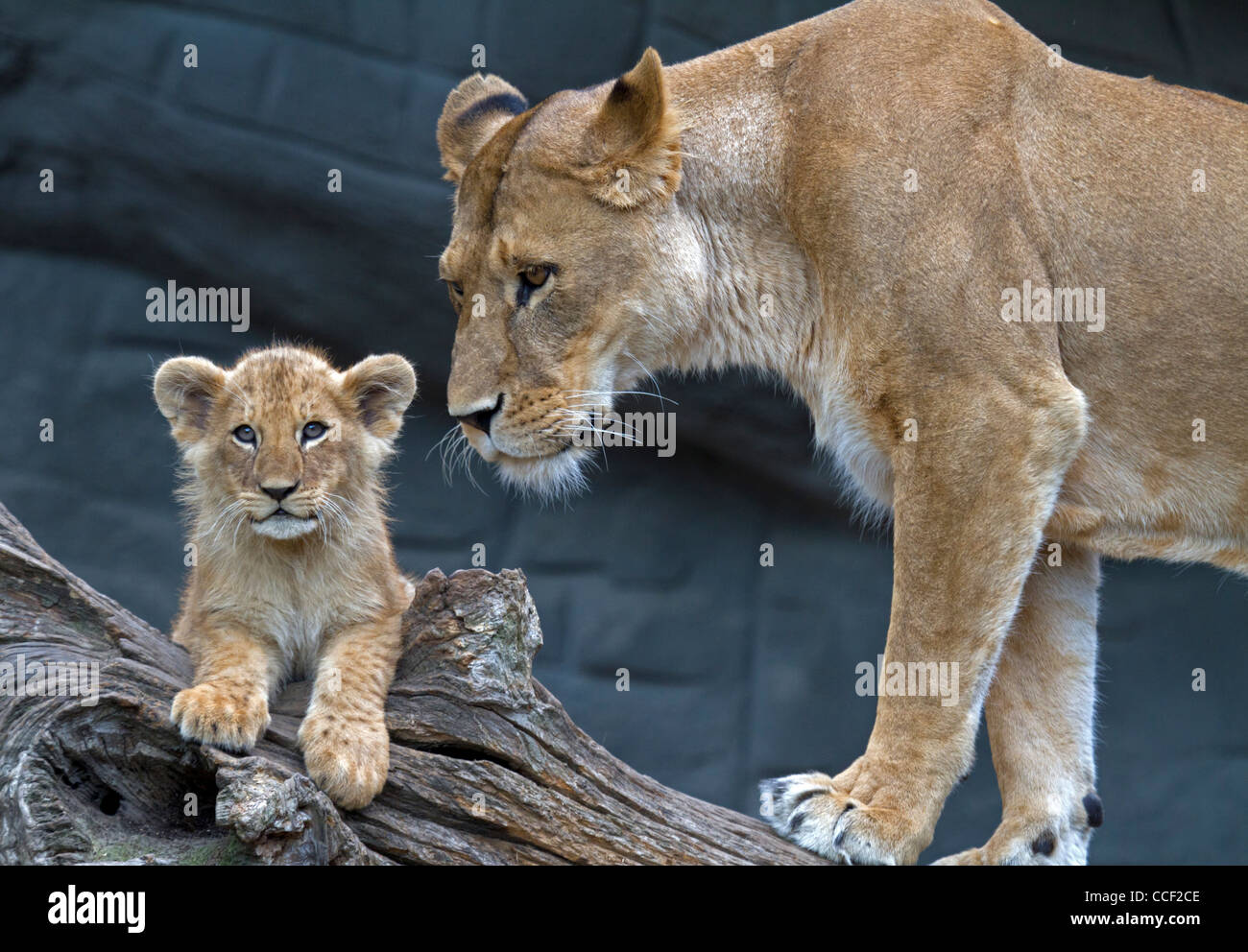Lions (Panthera leo) Stock Photo
