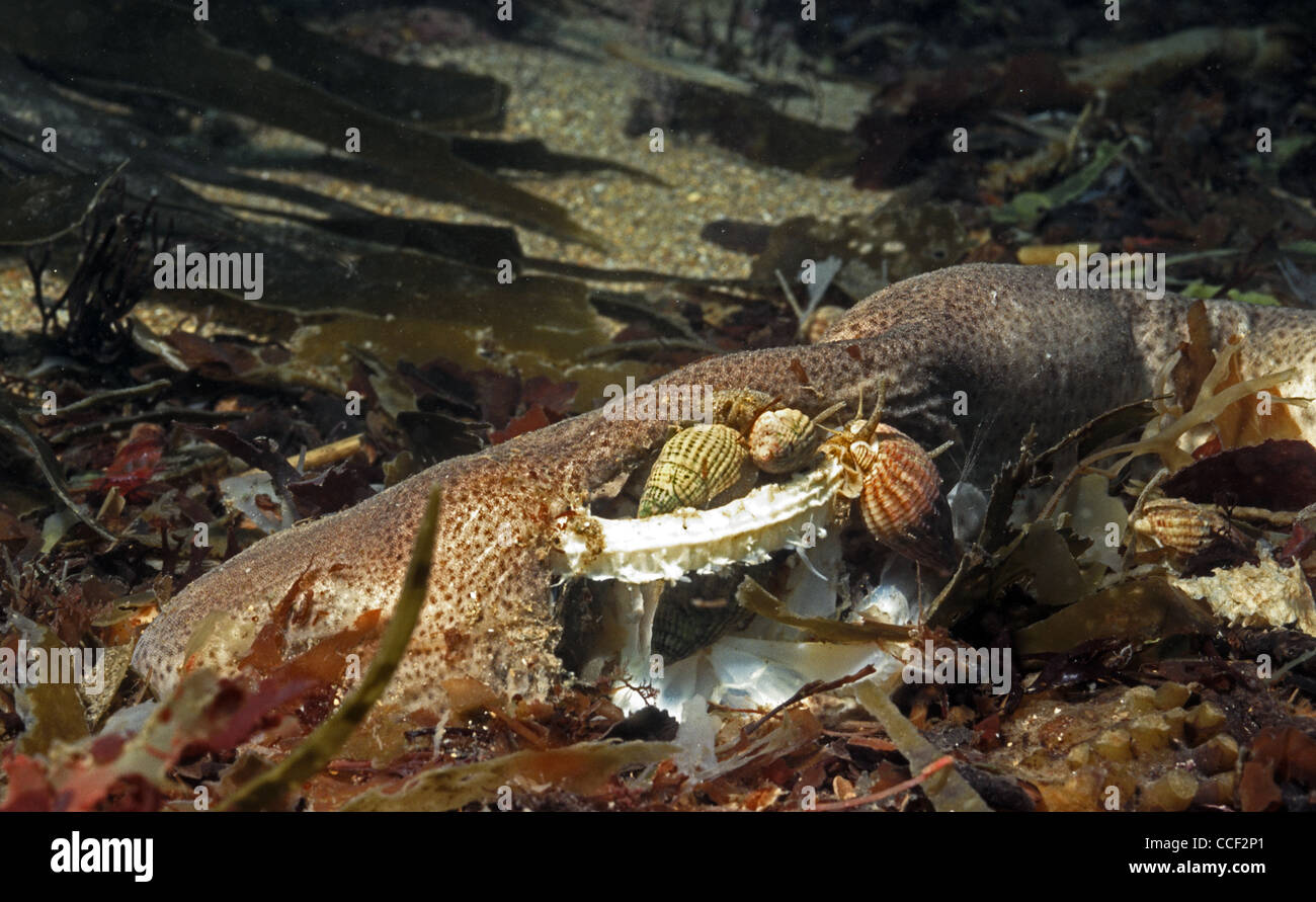 Netted dogwhelks, Nassarius reticulatus (aka Hinia reticulatus) feeding ...