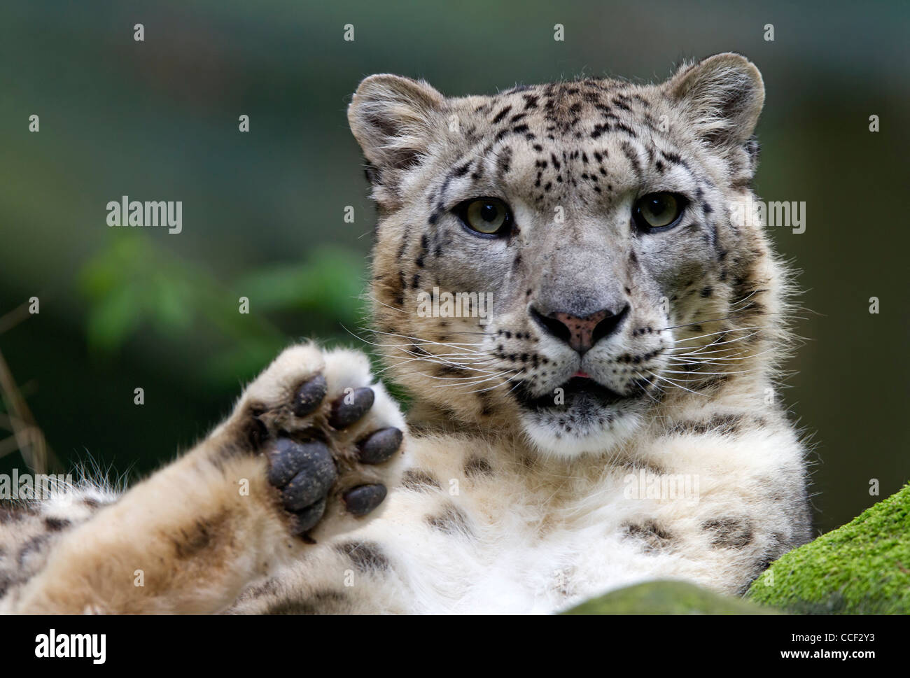 Portrait of a Snow Leopard  (Uncia uncia) Stock Photo