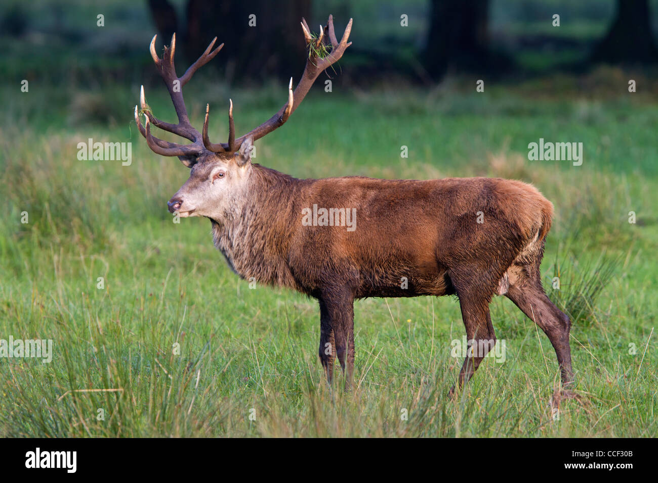 Red deer (Cervus elaphus) Stock Photo